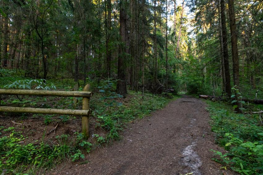 Pėsčiųjų takas 335