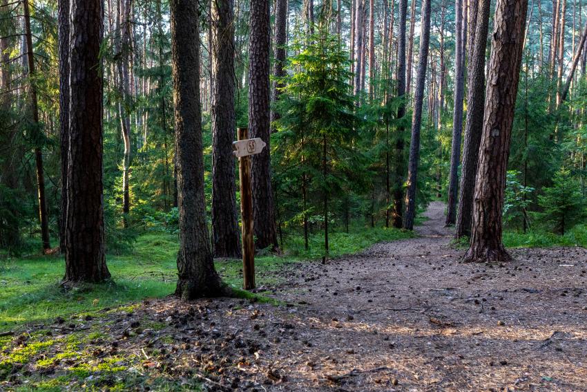 Pėsčiųjų takas 335